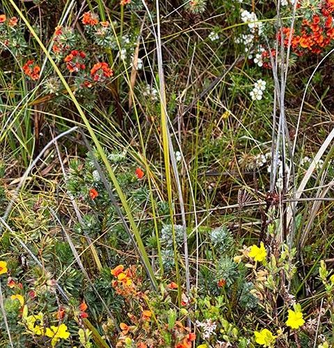 tapestry of colour with heathland plants entwined together.