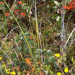 tapestry of colour with heathland plants entwined together.