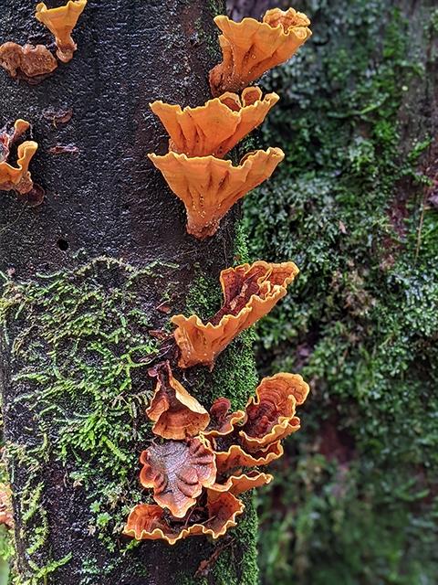Orange Bracket fungi