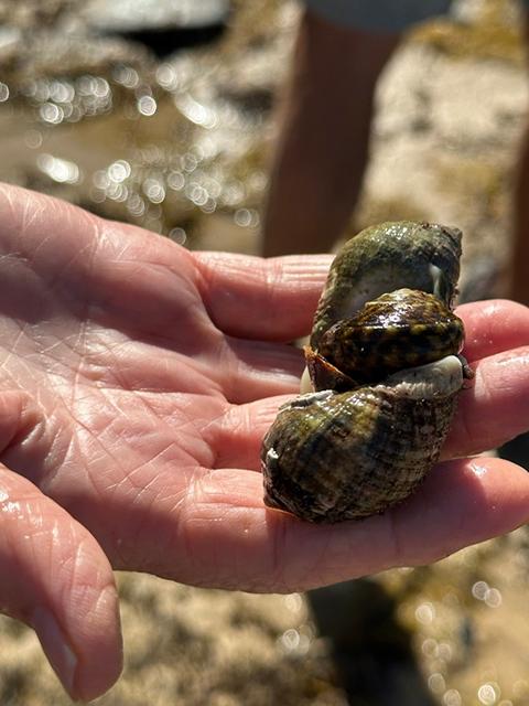 Two Dog Whelk carnivorous sea snails feeding on a Green Mariner