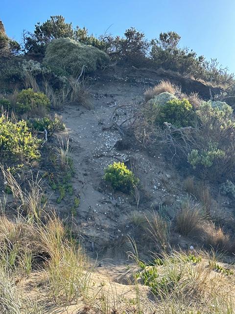 An extensive midden on the cliff side - evidence of the early inhabitants of the area