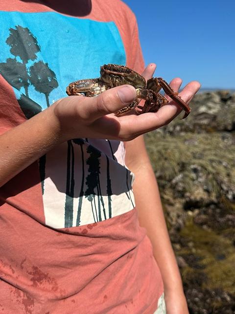 … and a large red crab