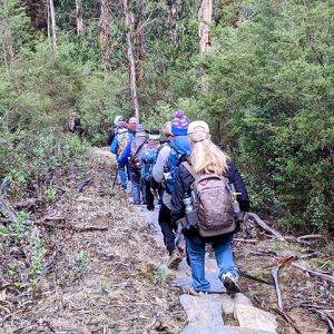 Walking the forest track