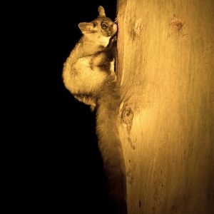 A young Yellow-bellied Glider seen during the week feeding on sap from cuts made by the gliders in a smooth bark Eucalypt