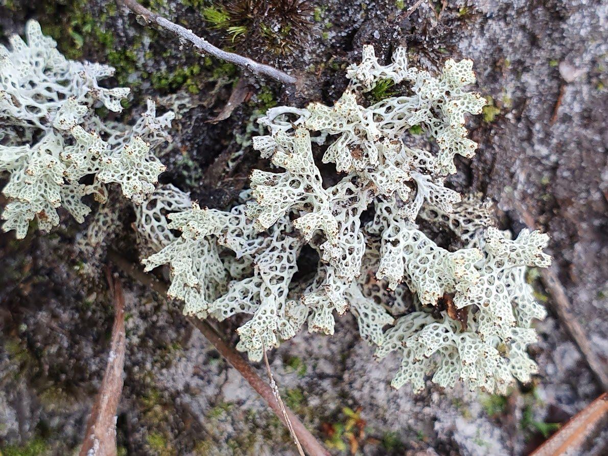 Coral lichen