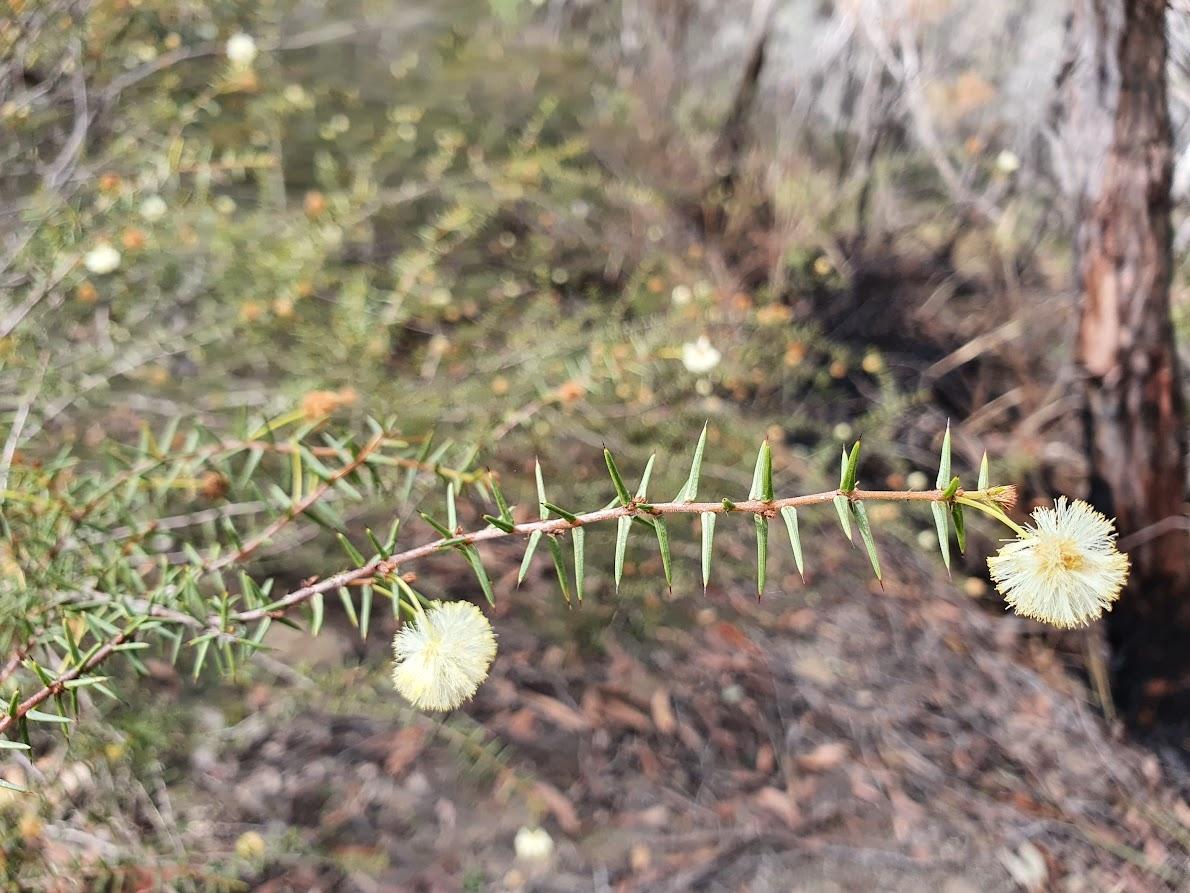 Juniper Wattle