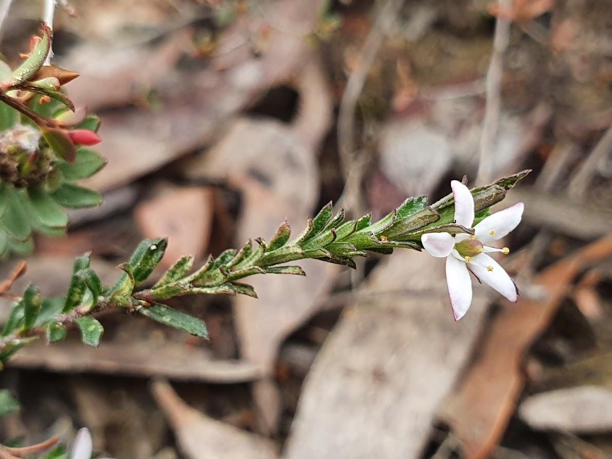 White Marianth