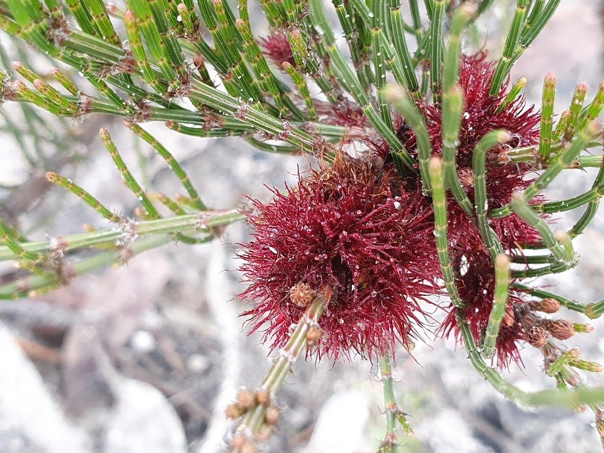 Closeup of Small Sheoak