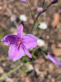 Chocolate Lily